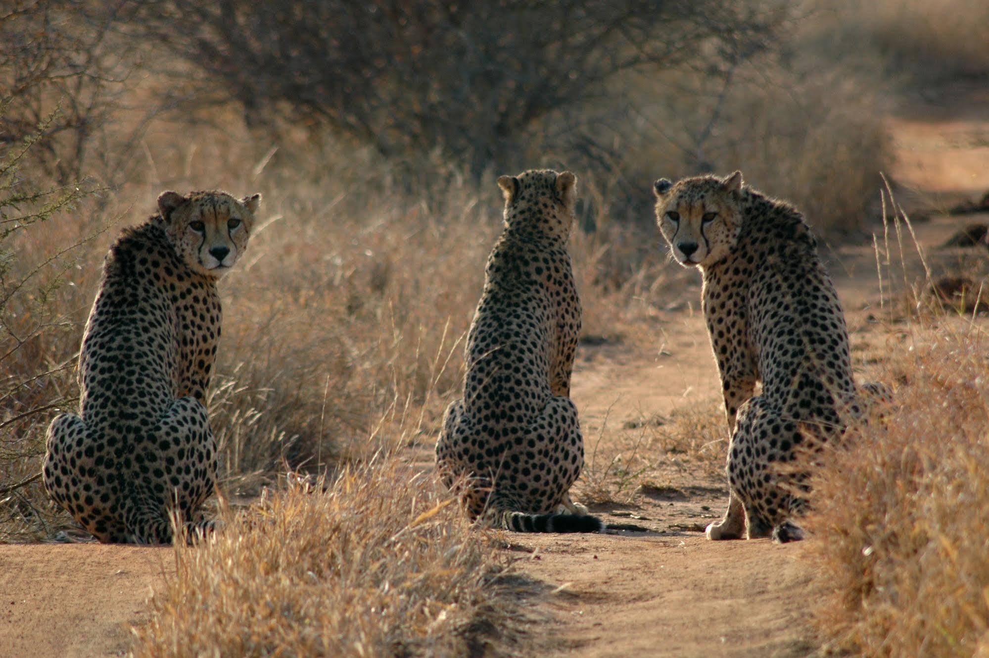 Etali Safari Lodge Madikwe Game Reserve Ngoại thất bức ảnh